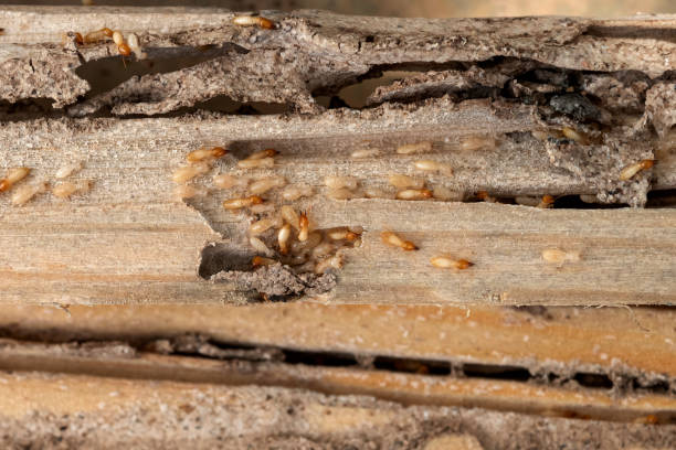Best Emergency Pest Control  in Amity Gardens, PA